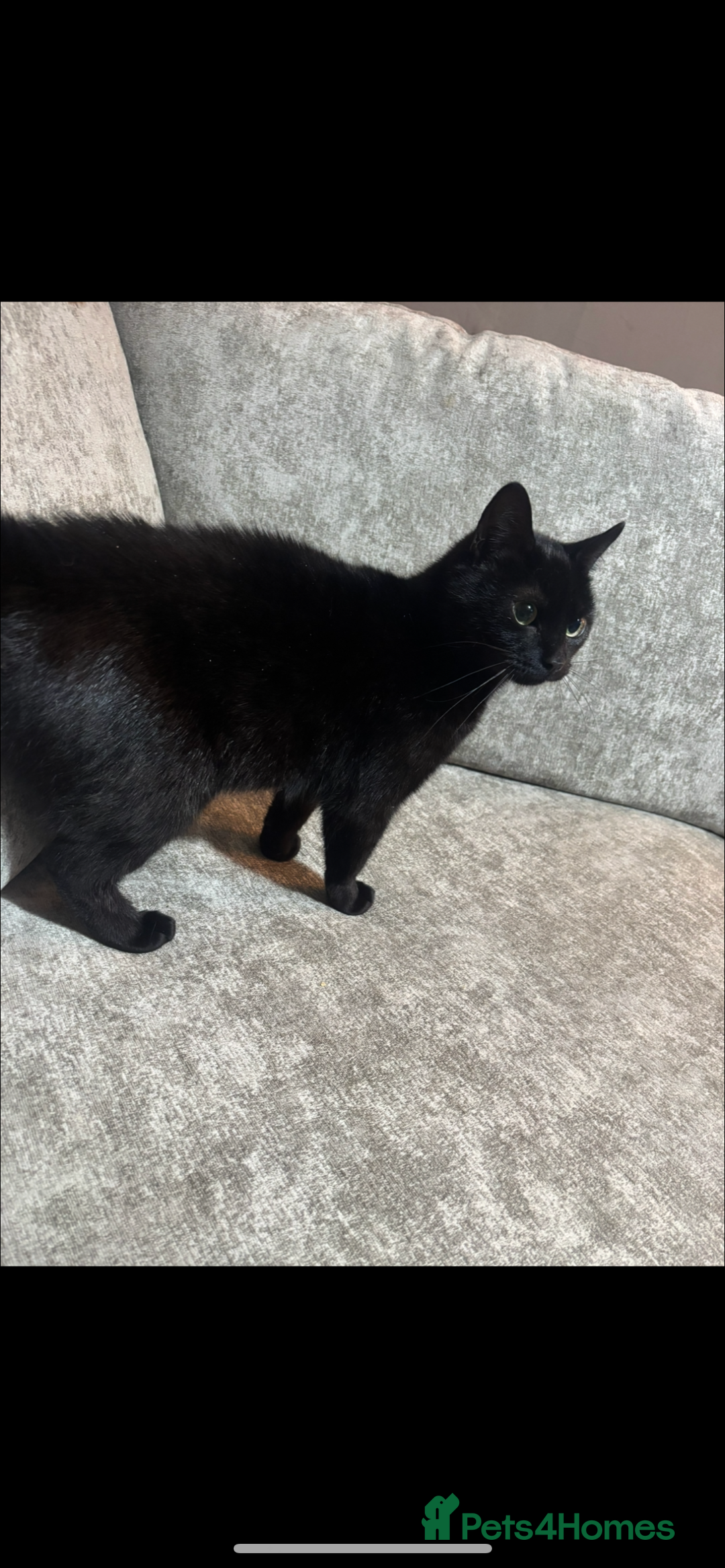 British Shorthair cats for sale: 17 month old cat for rehoming - Advert 1