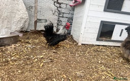 Chickens poultry for sale: Silkied Serama & Blue Silkie Roosters - Advert 8