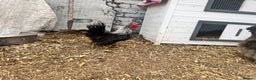 Chickens poultry for sale: Silkied Serama & Blue Silkie Roosters - Advert 8