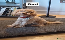 Toy Poodle dogs for sale: Toy Poodles from k.c.registered DNA tested parents - Image 11
