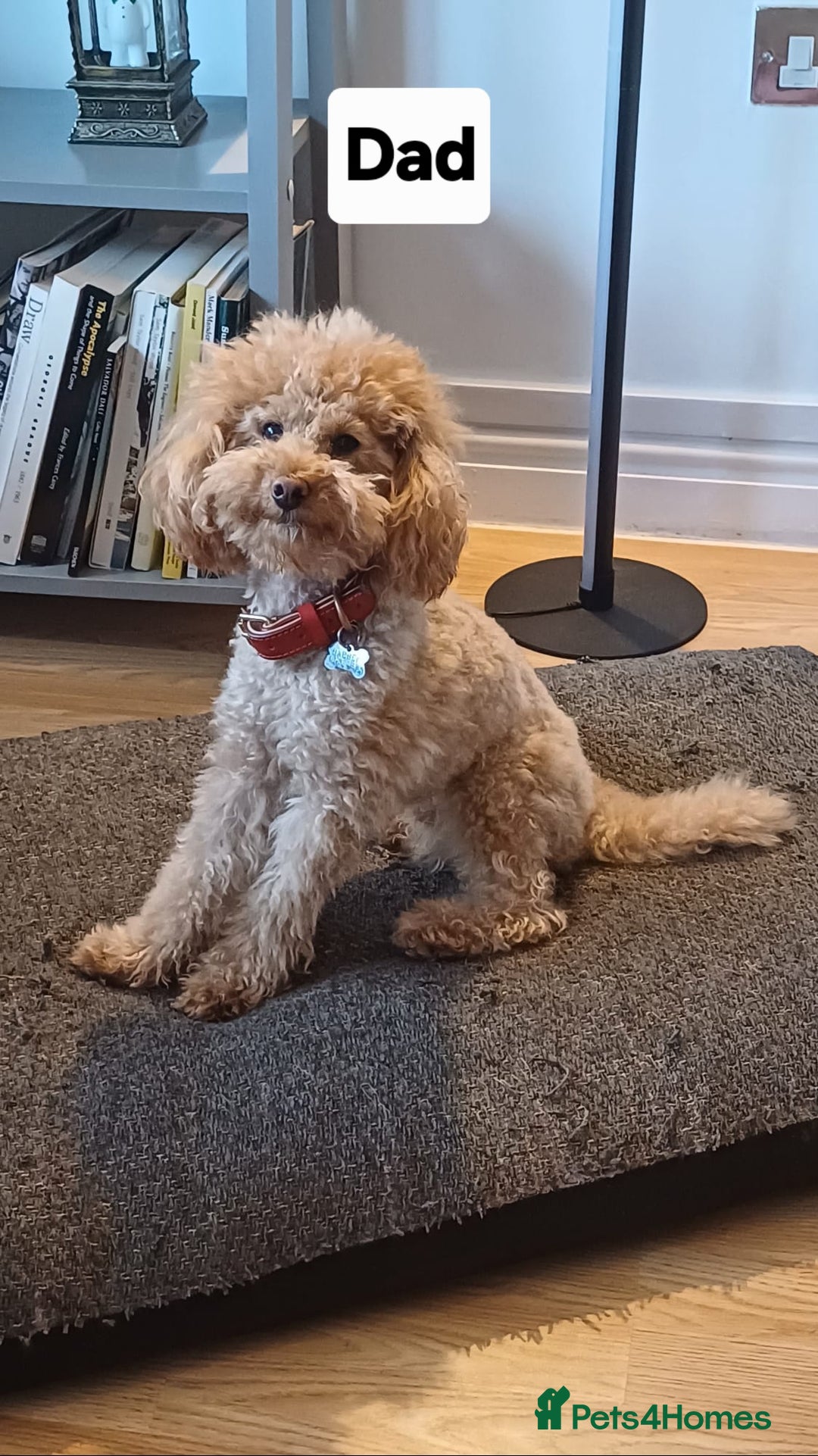 Toy Poodle dogs for sale: Toy Poodles from k.c.registered DNA tested parents - Image 11