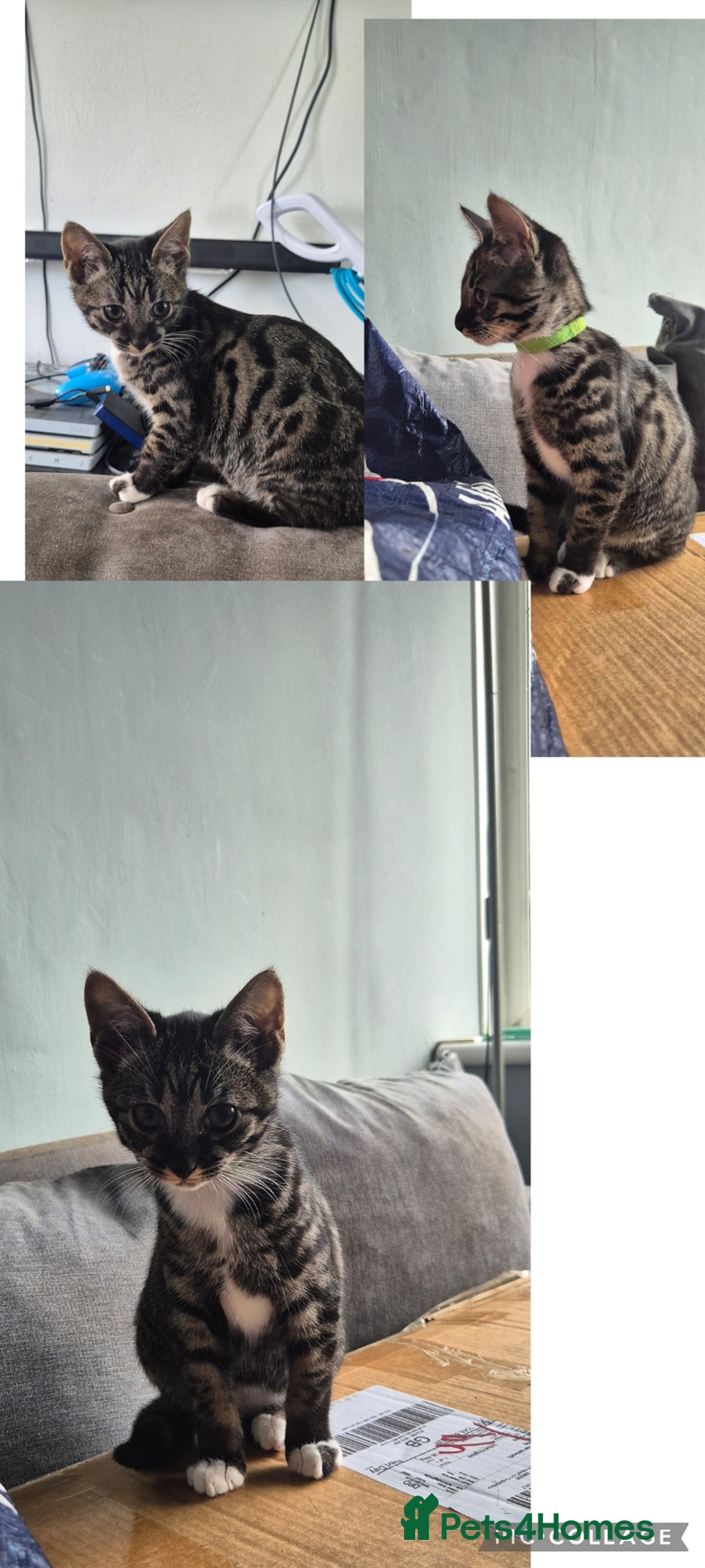 Savannah cats for sale: Female f5 savannah kitten ready to go  - Advert 5