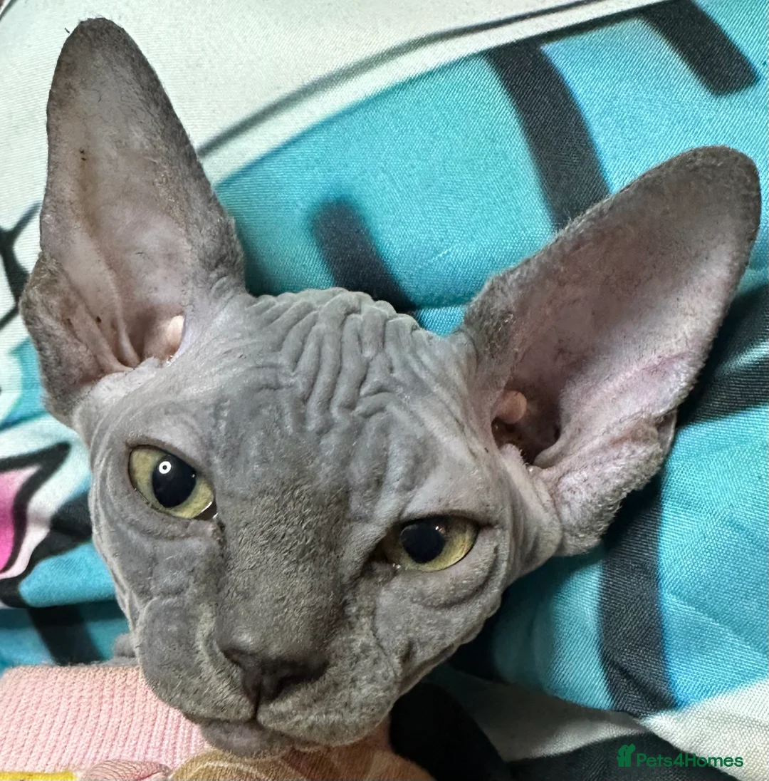 Sphynx cats for sale: LOVING SPHYNX KITTENS READY TO GO🤍 - Advert 22