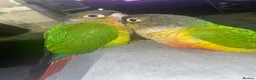Conures birds for sale: 2 young conures for sale - Advert 2