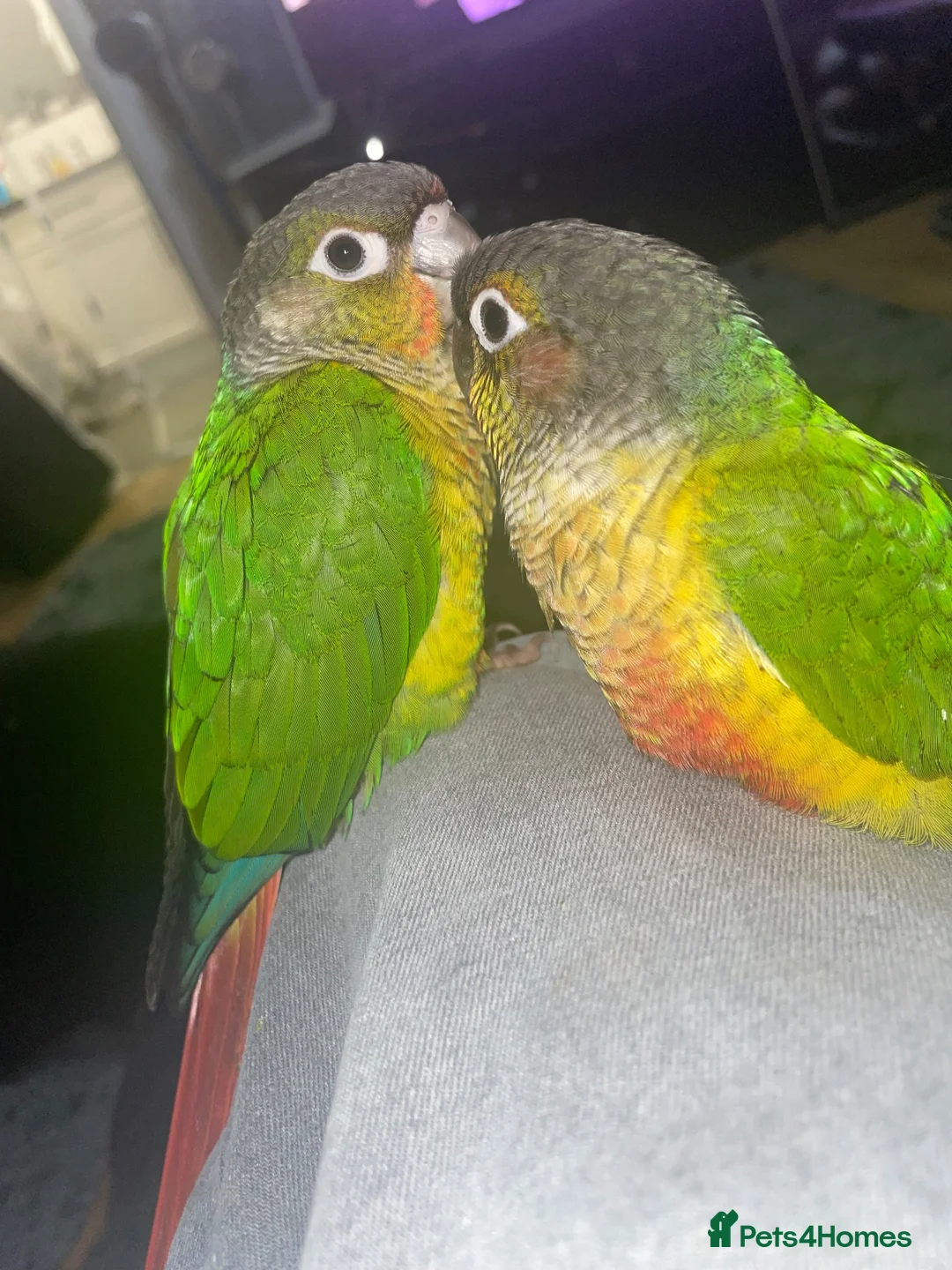 Conures birds for sale: 2 young conures for sale - Advert 2