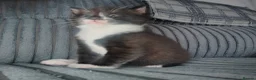 Mixed Breed cats for sale: Male kitten  - Advert 5