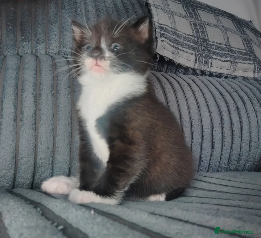 Mixed Breed cats for sale: Male kitten  - Advert 5