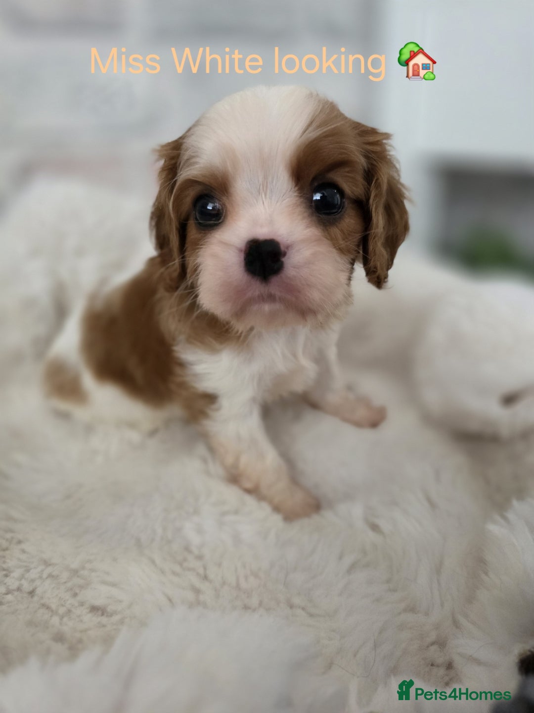 Cavalier King Charles Spaniel dogs for sale: Health tested, insured blenhiem CKCS puppies - Advert 8
