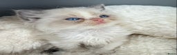 Ragdoll cats for sale: 💙🩷GCCF REG RAGDOLL KITTENS 16&12 WKS AWARD WIN🥇 - Advert 9