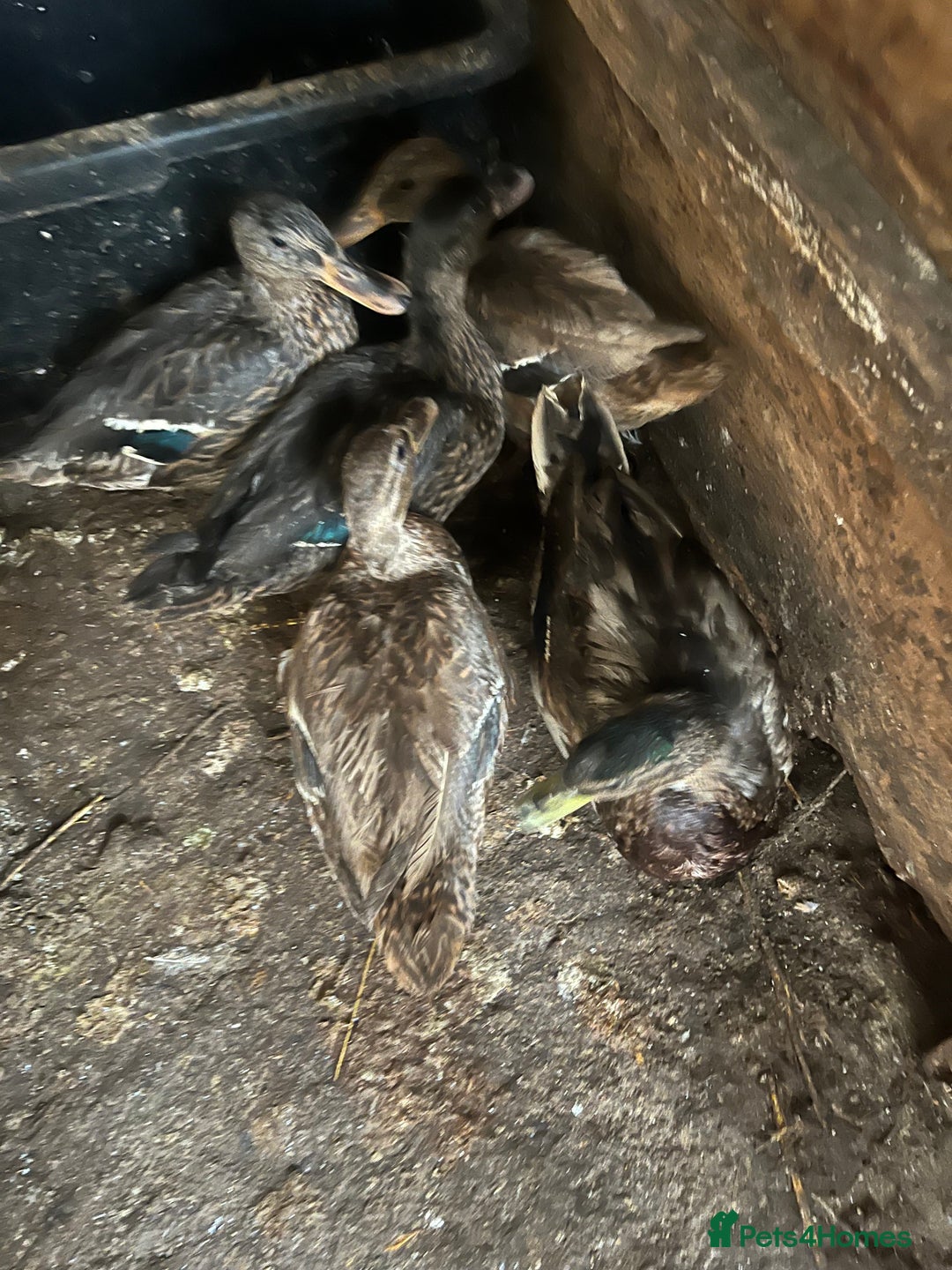 Ducks poultry for sale: 5 Mallard Ducks - Image 2