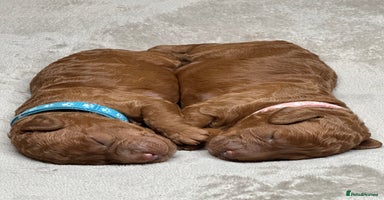 Cockapoo dogs Beautiful Cockapoo Puppies – Ready Early New Year - Advert 5
