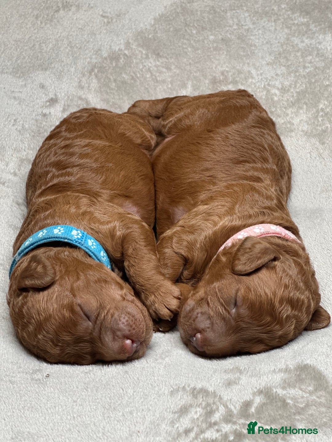 Cockapoo dogs for sale: Red Mini Cockapoo Puppies-Ready - 14 of January  - Advert 7