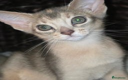 Abyssinian cats for sale: Beautiful Aby  kitten from Champions line - Image 15