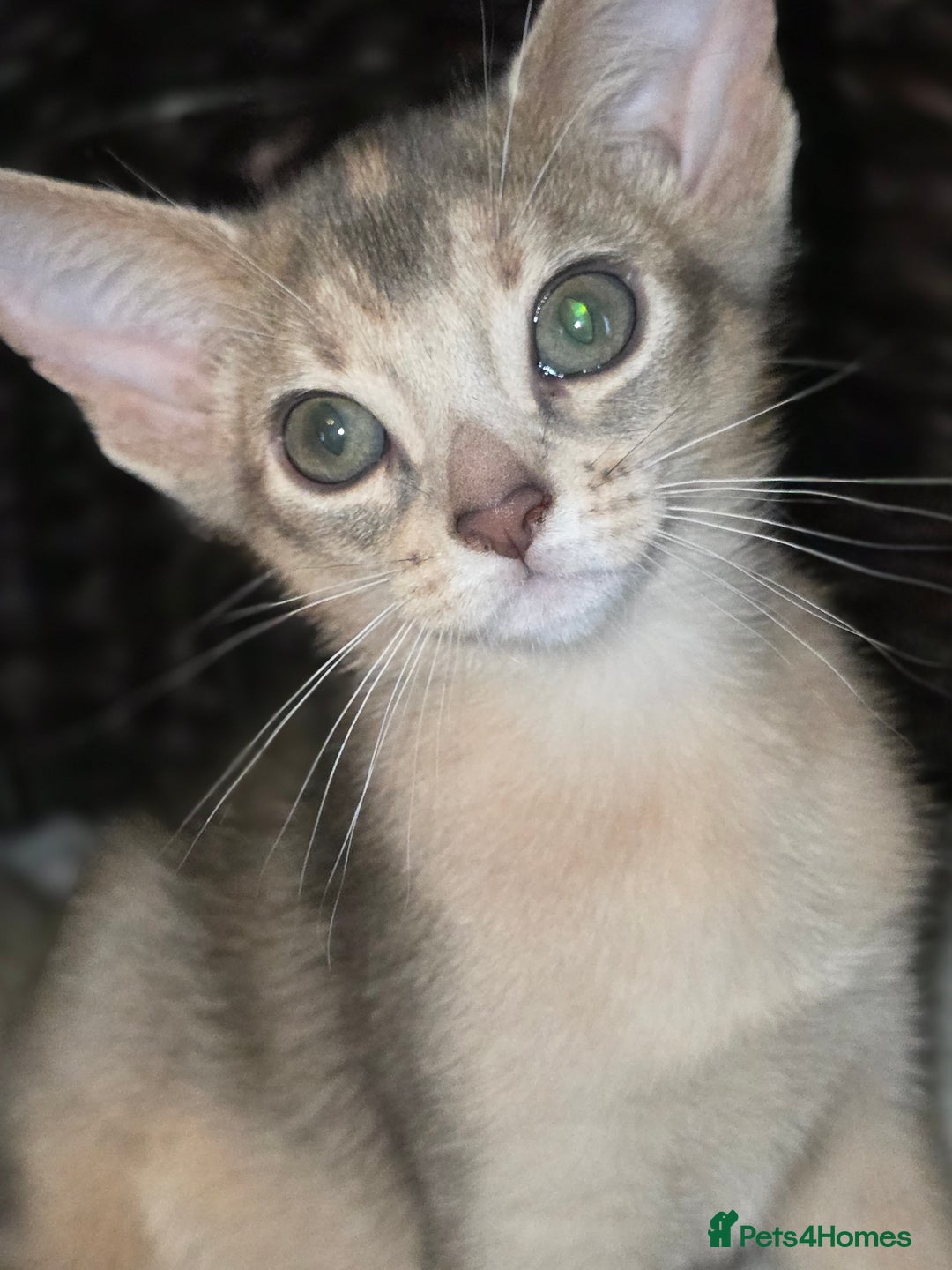 Abyssinian cats for sale: Beautiful Aby  kitten from Champions line - Image 15