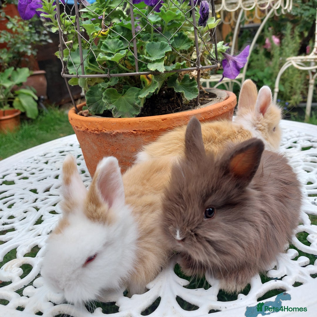 Mini Lop rabbits for sale: PUREBRED DOUBLE/ TEDDY LION HEAD BABIES  - Image 12