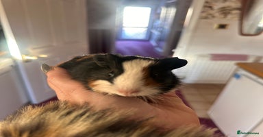 Guinea Pig rodents Gorgeous baby Guineapigs  - Advert 9