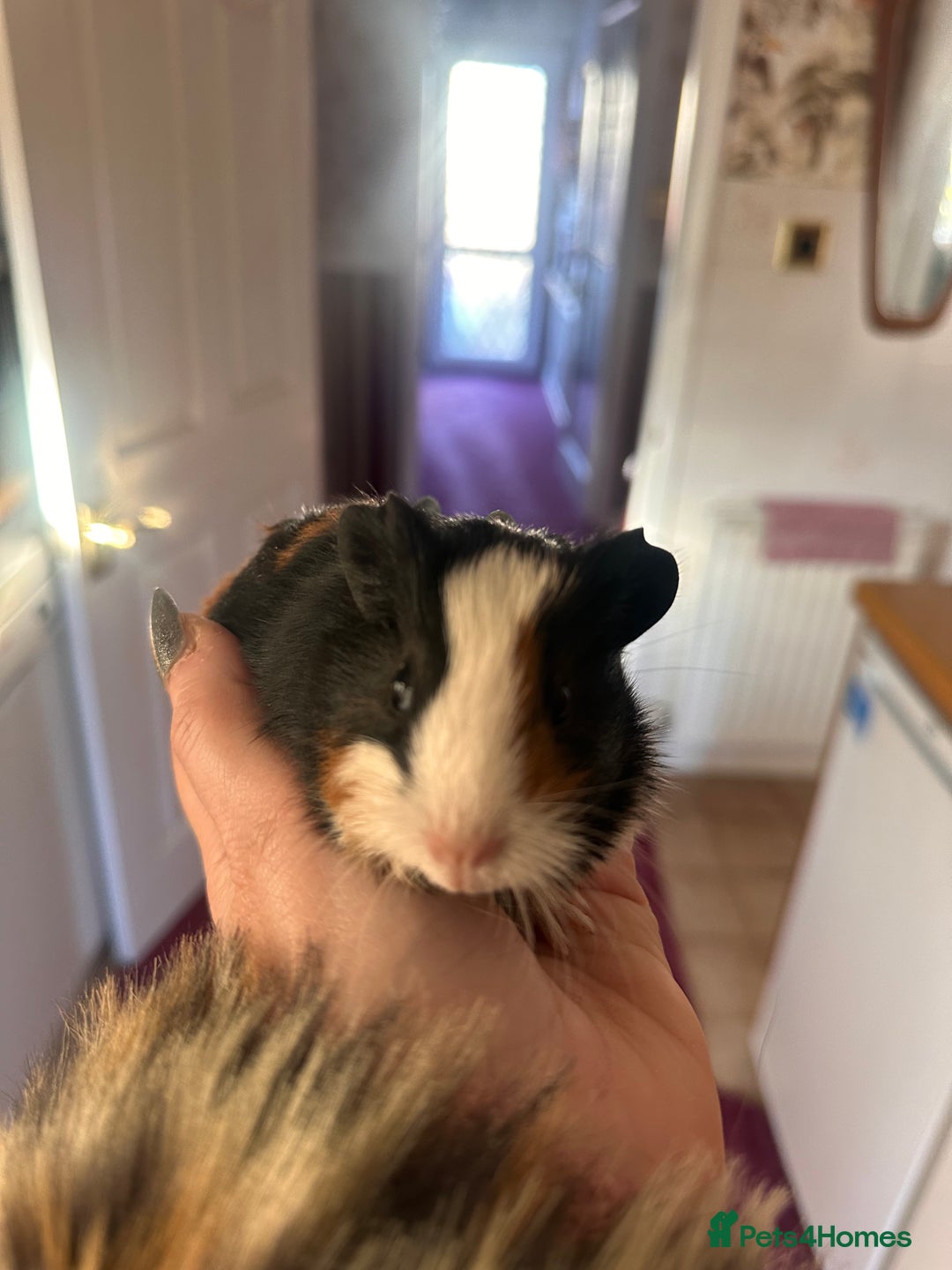Guinea Pig rodents for sale: Gorgeous baby Guineapigs  - Advert 2