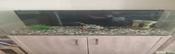 Fancy Goldfish fish for sale: Fancy goldfish  in Rossendale - Advert 2