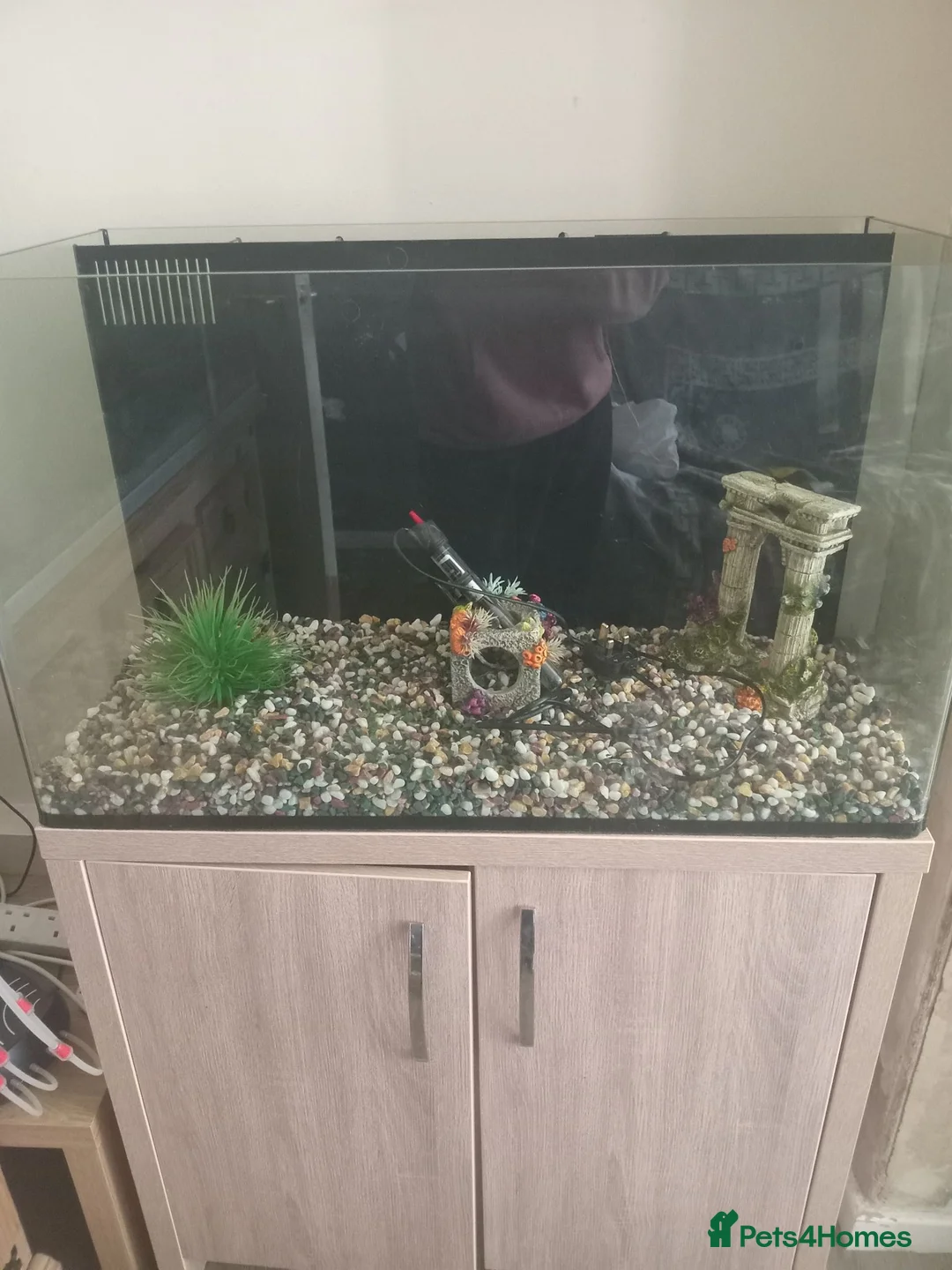 Fancy Goldfish fish for sale: Fancy goldfish  in Rossendale - Advert 2