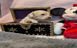 Miniature Dachshund dogs for sale:  Exquisite Long Coat Cream & Black & Tan Babies - Image 13