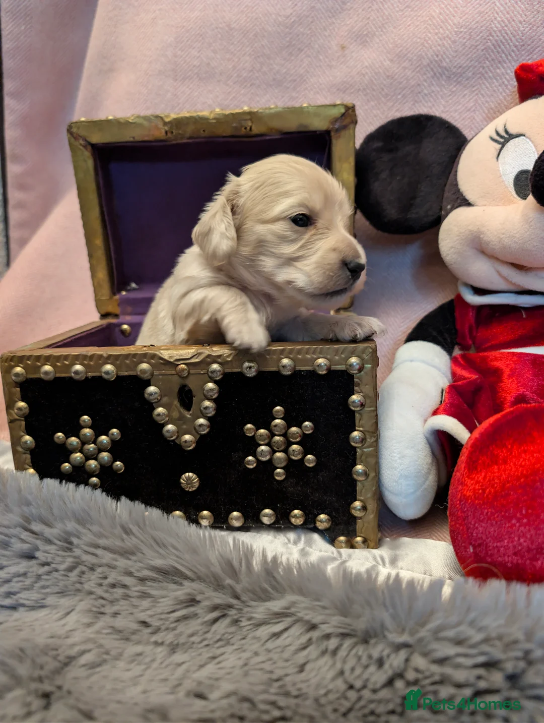 Miniature Dachshund dogs for sale:  Reduced For Last Girl Long Coat Waiting For You  - Advert 21