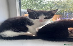 Mixed Breed cats for sale: Ready to go :) Beautiful playful kittens  - Image 7