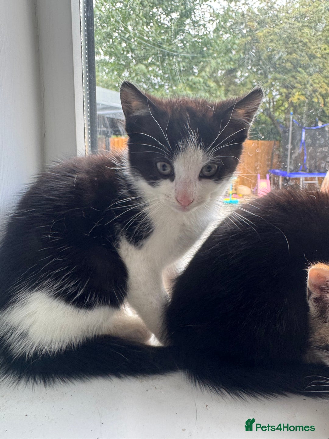 Mixed Breed cats for sale: Ready to go :) Beautiful playful kittens  - Image 7