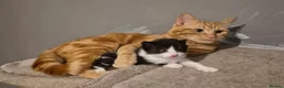 Domestic Shorthair cats for sale: 4 Beautiful kittens looking for loving homes - Advert 8
