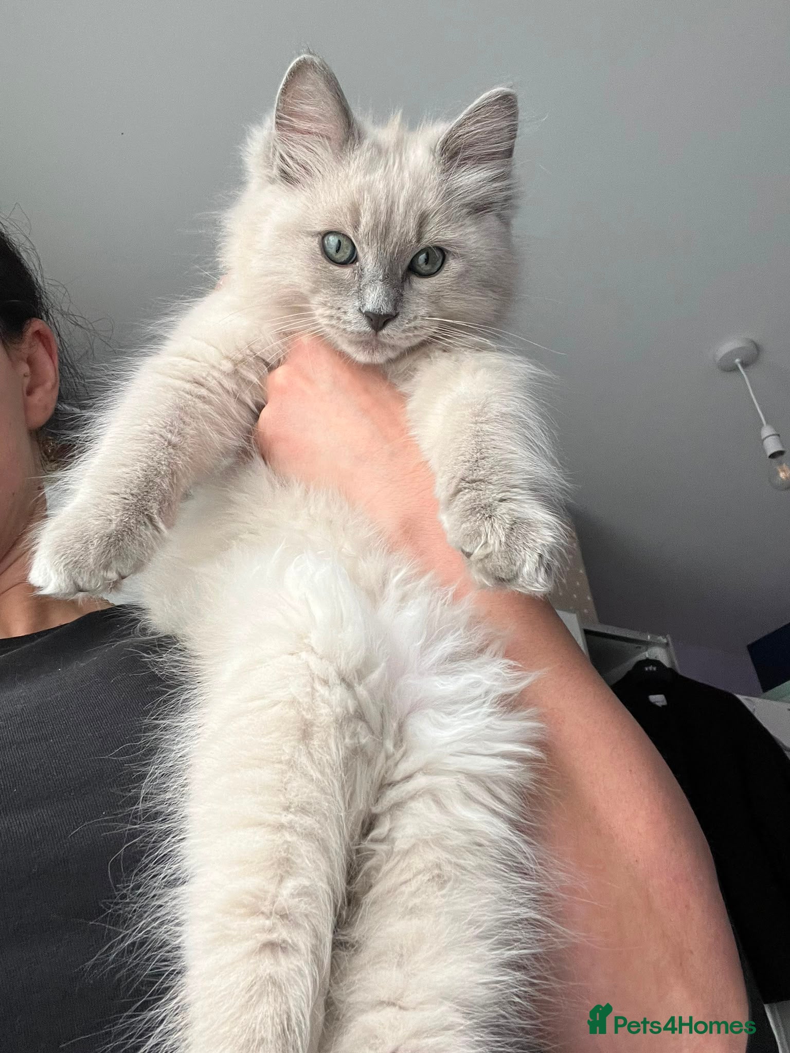 Ragdoll cats Blue Mink Cherubim Ragdoll kitten (green-eyed boy) - Advert 1