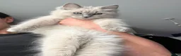 Ragdoll cats for sale: Blue Mink Cherubim Ragdoll kitten (green-eyed boy) - Advert 1