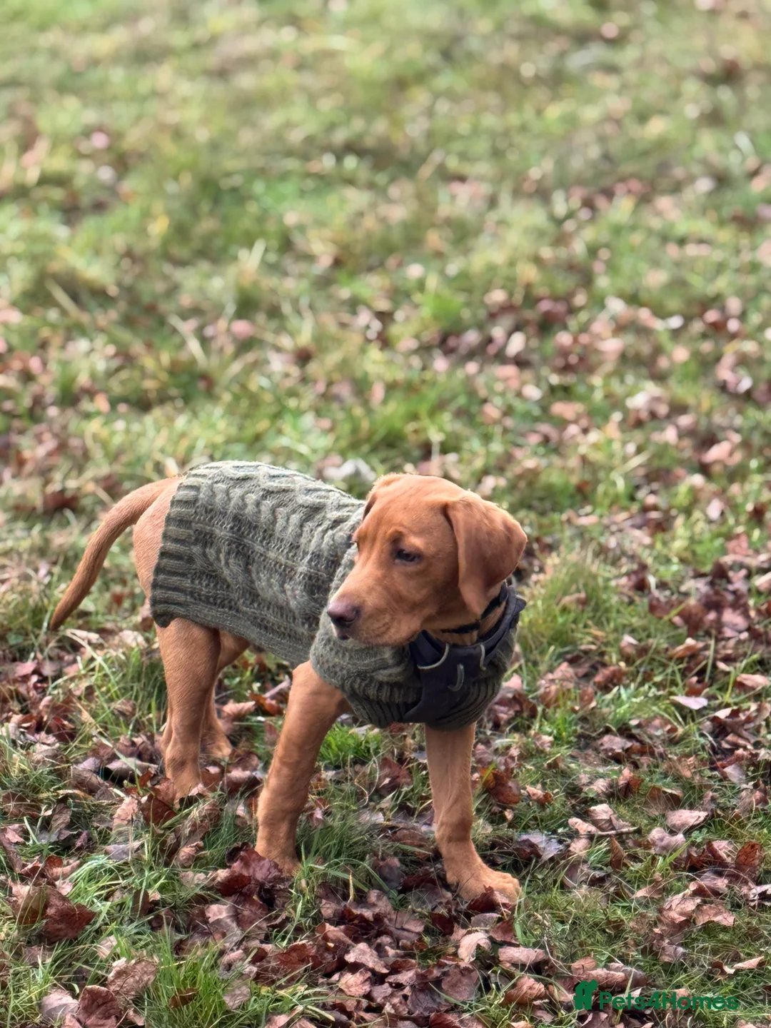 Labrador Retriever dogs for sale: Fox red Labrador puppy  - Advert 1
