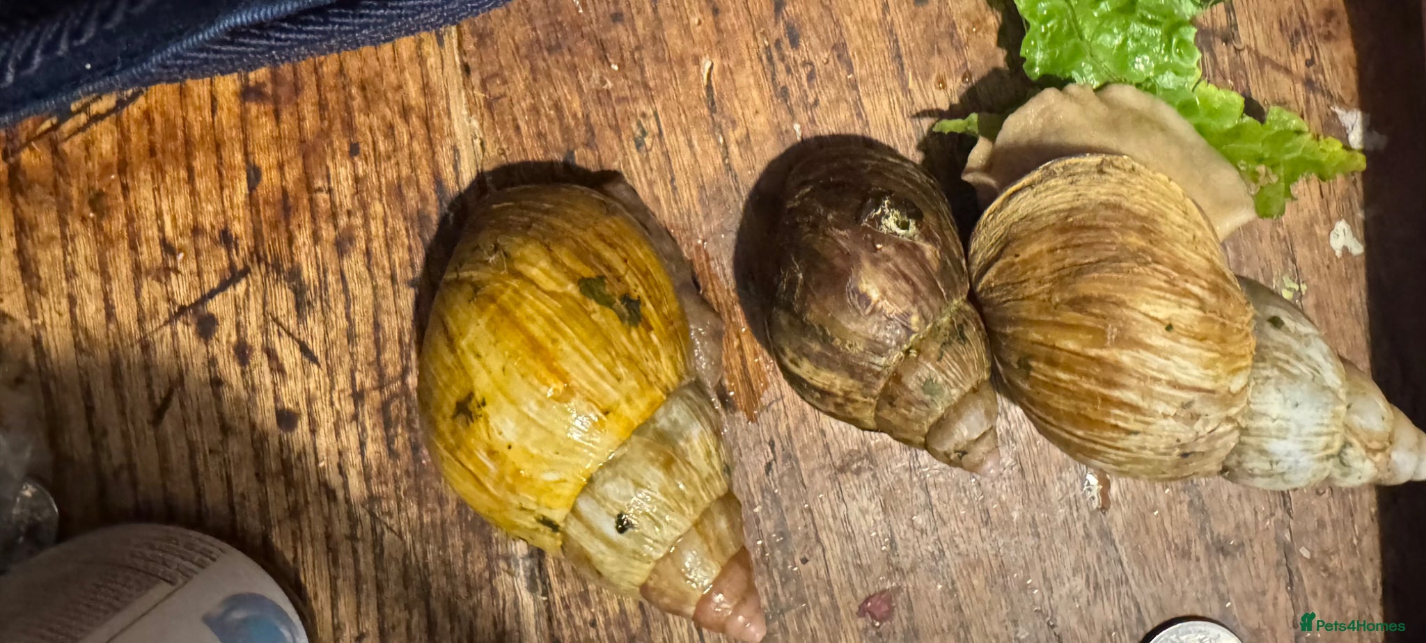 Snails invertebrates 3 Giant African Land Snails  - Advert 2