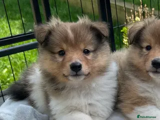 Shetland Sheepdog dogs Shetland sheepdog sable and white - Advert 2