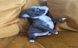 Boston Terrier dogs for sale: Exceptional Blue Boston Terrier Puppies 💙🐾 - Image 32