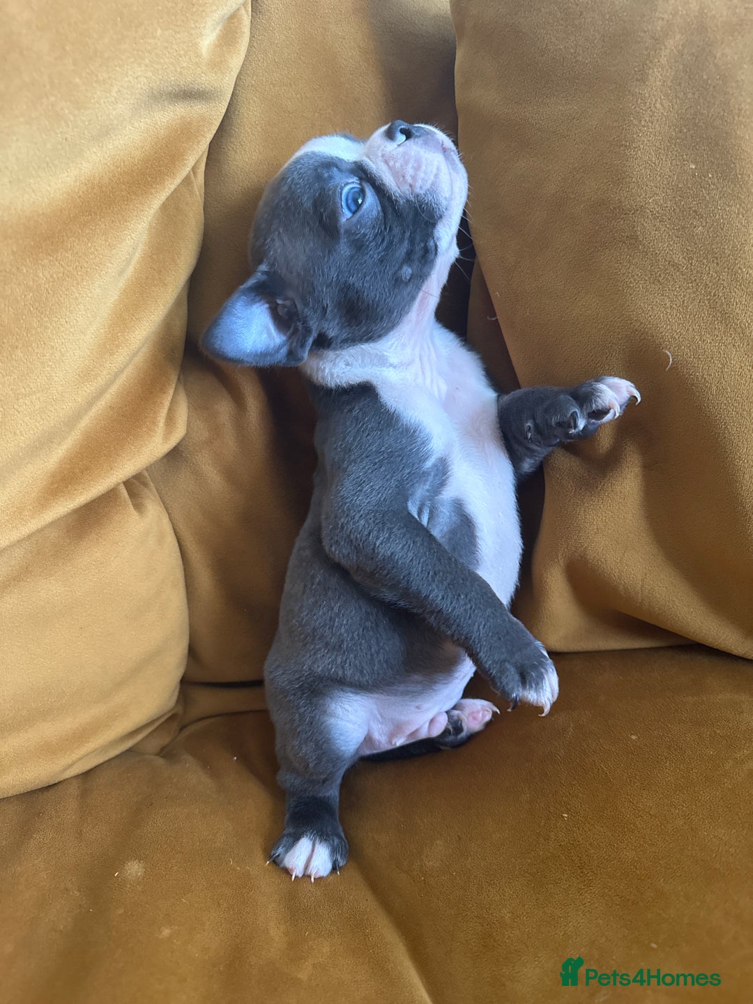 Boston Terrier dogs for sale: Exceptional Blue Boston Terrier Puppies 💙🐾 - Image 32