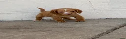 Cocker Spaniel dogs for sale: Beautiful cocker spaniel puppies for sale  - Advert 4