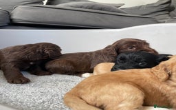 Cockapoo dogs for sale: F1 cockapoo p,r.a clear test - Image 8