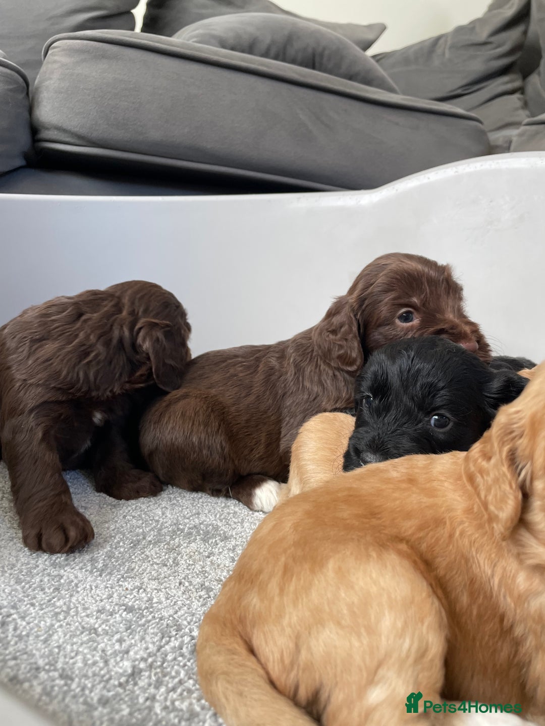 Cockapoo dogs for sale: F1 cockapoo p,r.a clear test - Image 8