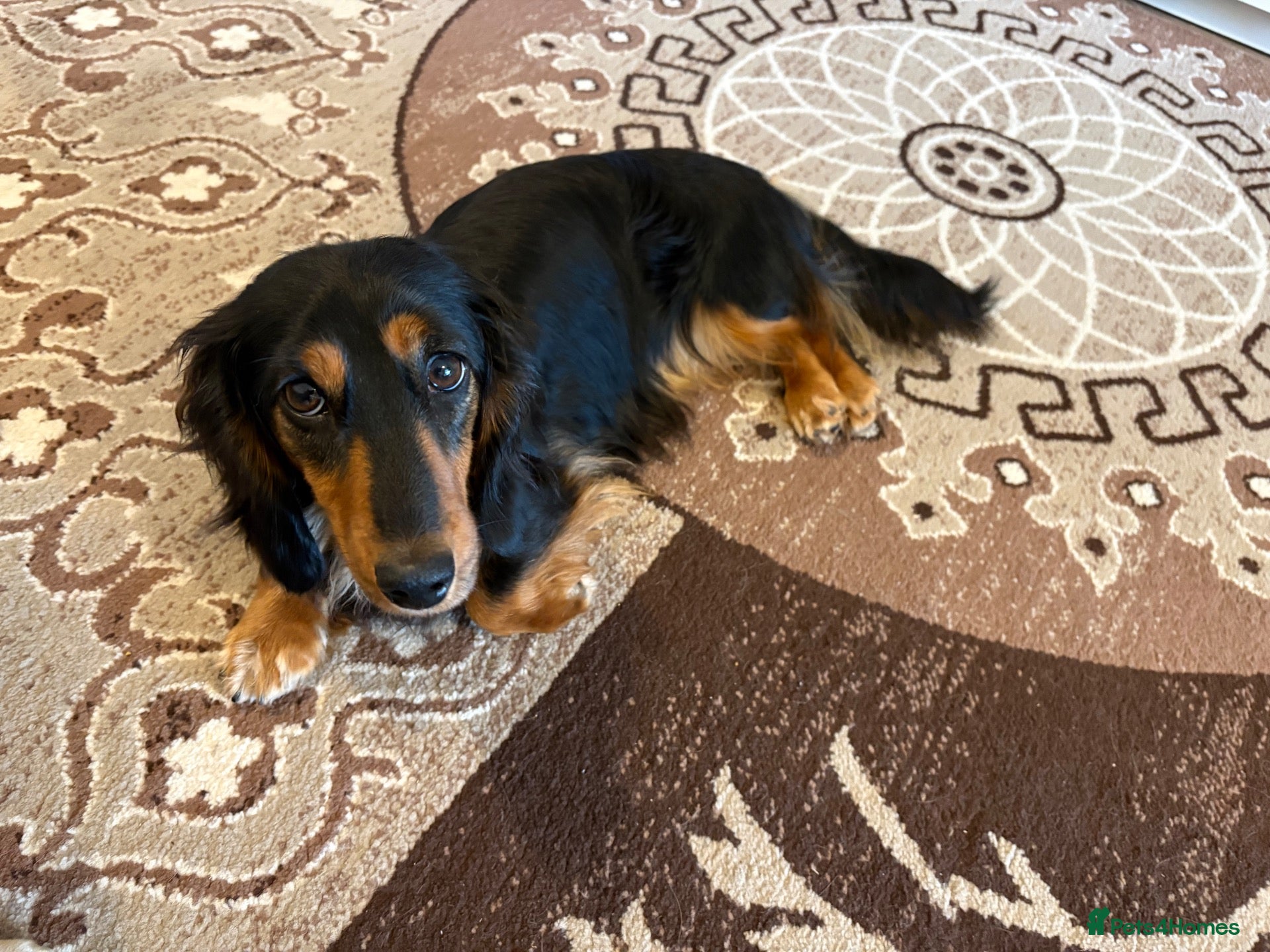 Dachshund dogs for sale: Miniature longhaired dachshund  - Advert 18