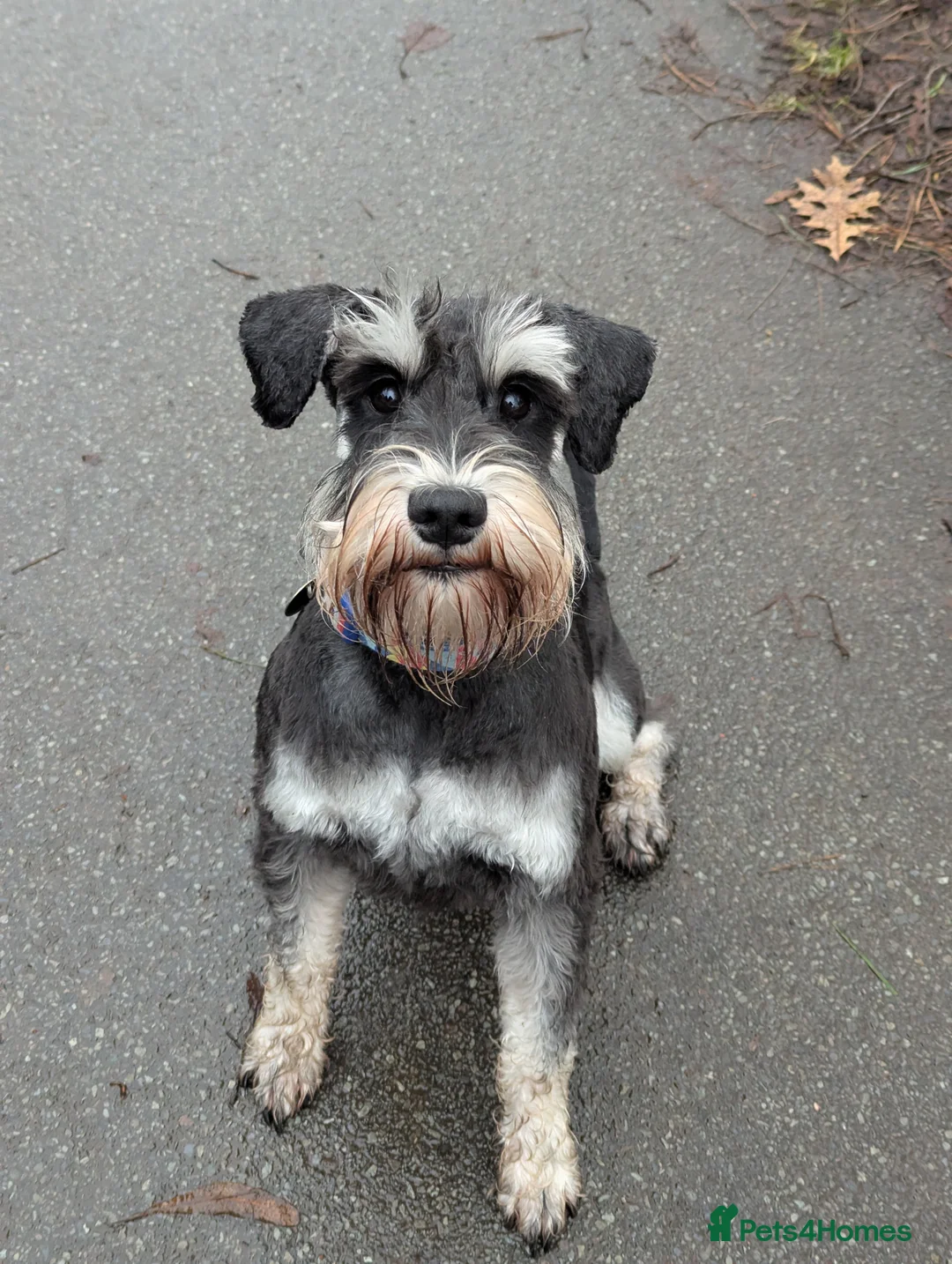 Miniature Schnauzer dogs for stud: Fully health tested, KC reg stud - Advert 3