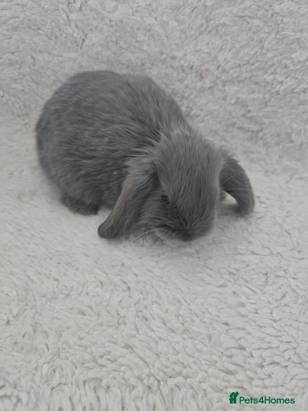 Mini Lop rabbits for sale: Mini lops - Advert 2