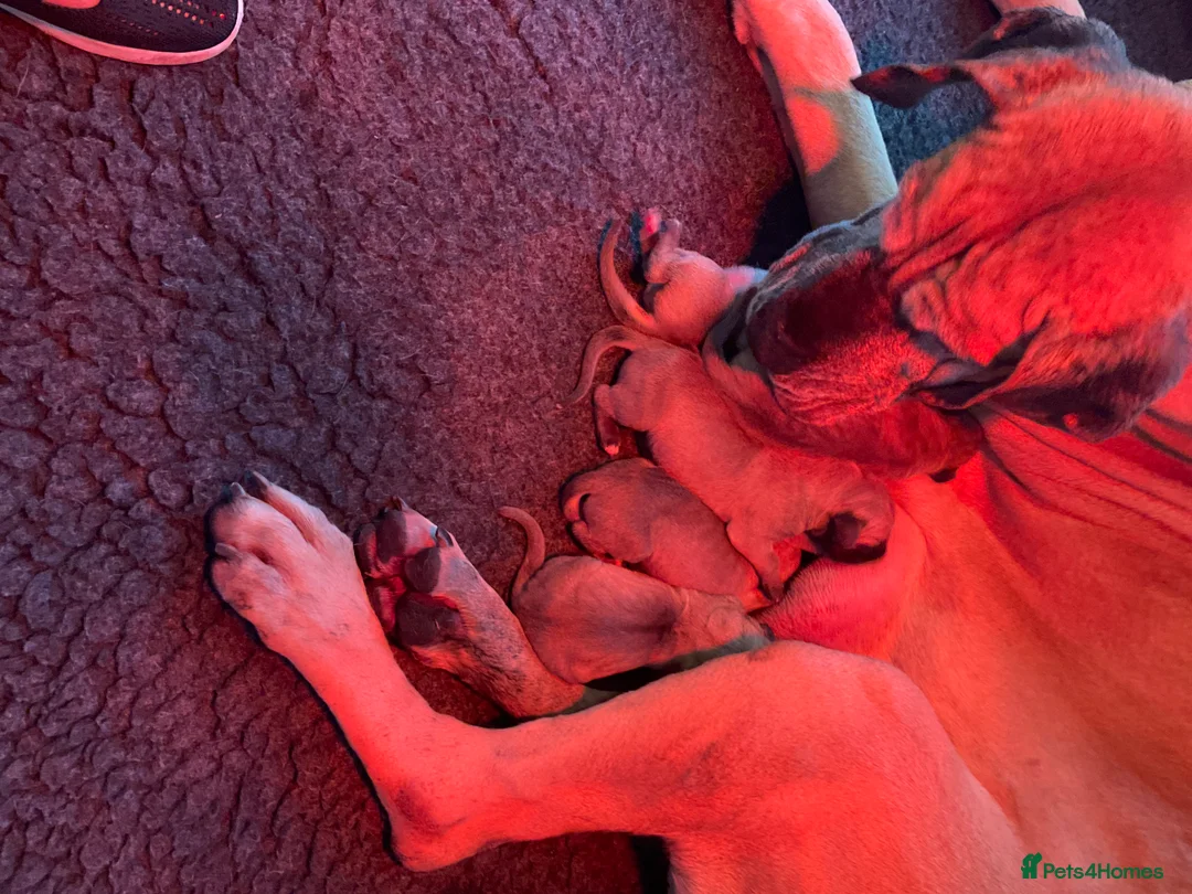 Great Dane dogs for sale: Primus Great Danes - Advert 5