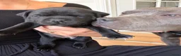 Staffordshire Bull Terrier dogs for sale: KC REG CHAMPION Staffordshire bull terrier puppies - Advert 10