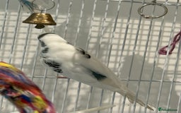 Budgerigars birds for sale: Bonded untamed budgies for sale - Image 8
