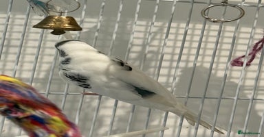 Budgerigars birds - Advert 7