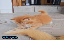 British Shorthair cats for sale: Adorable Kittens Ready For New Home - Image 32