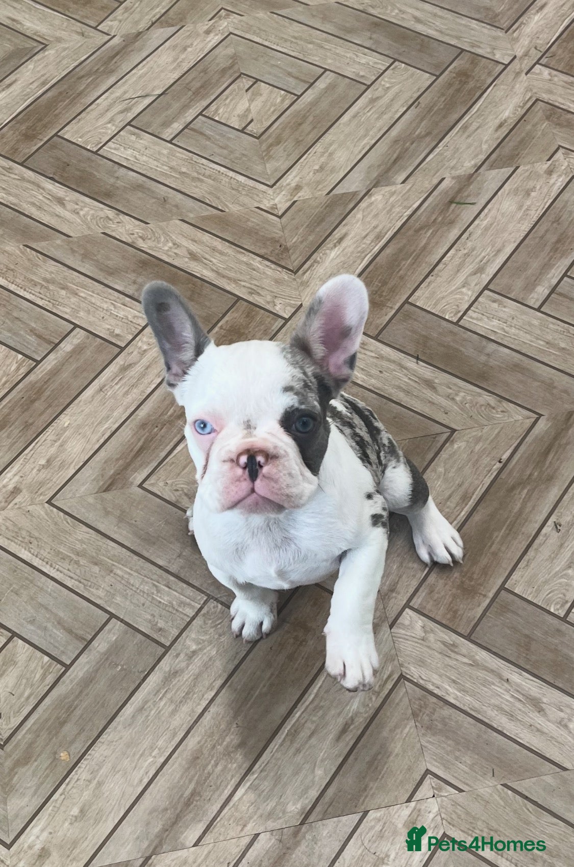 French Bulldog dogs Female French bulldog for sale  - Advert 3