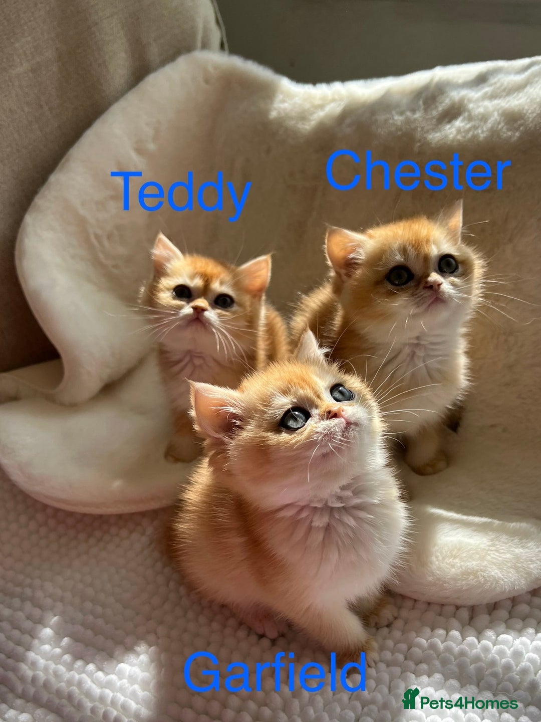 British Shorthair cats for sale: NY12 British Shorthair Kittens  - Image 5
