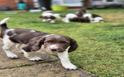 English Springer Spaniel dogs for sale: KC Reg. READY NOW. English Springer Spaniel 8 WKS - Image 15