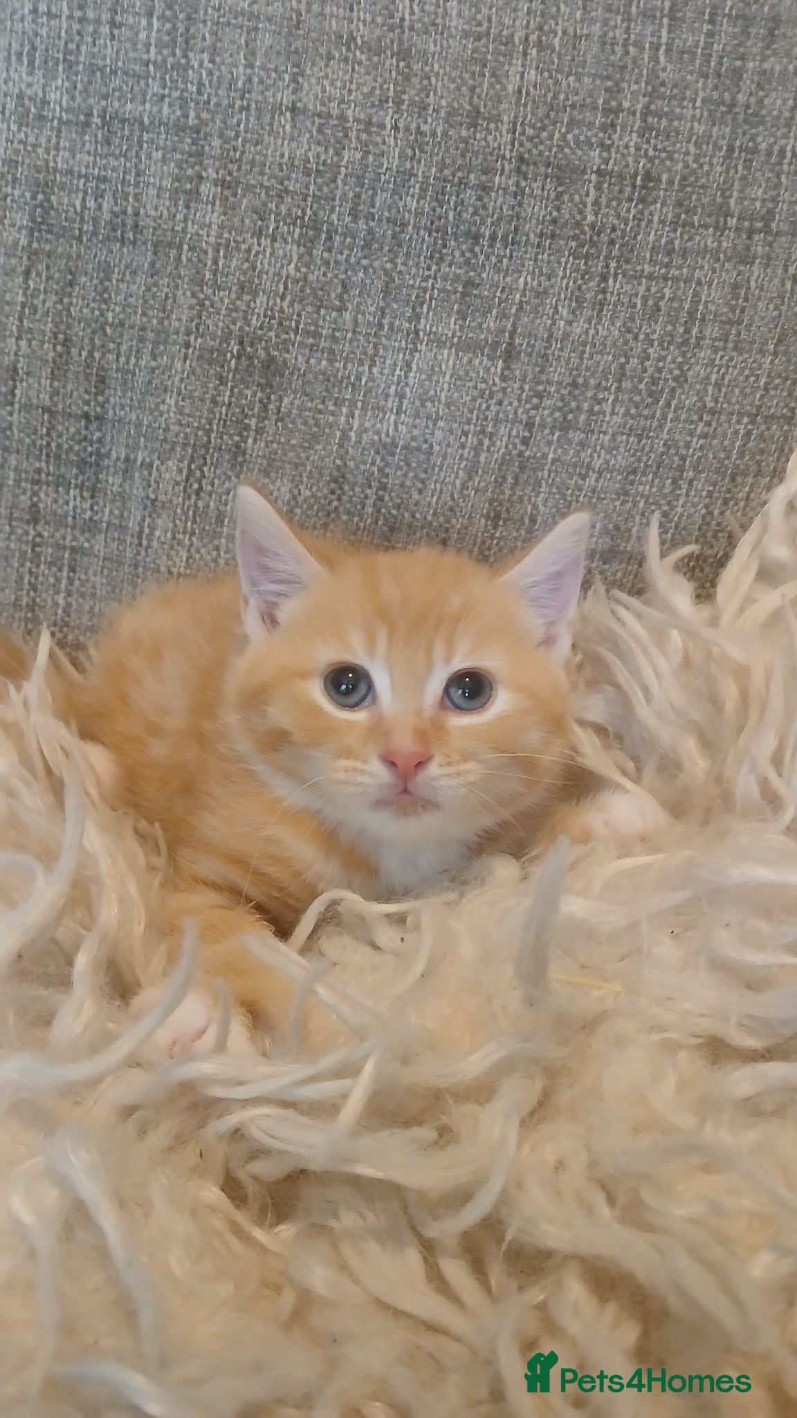 Mixed Breed cats Norwegian cross kittens - Advert 6